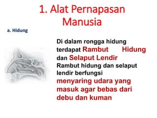 1. Alat Pernapasan
Manusia
a. Hidung
Di dalam rongga hidung
terdapat Rambut Hidung
dan Selaput Lendir
Rambut hidung dan selaput
lendir berfungsi
menyaring udara yang
masuk agar bebas dari
debu dan kuman
 