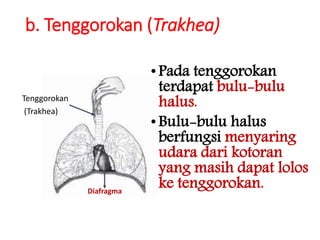 b. Tenggorokan (Trakhea)
Tenggorokan
(Trakhea)
•Pada tenggorokan
terdapat bulu-bulu
halus.
•Bulu-bulu halus
berfungsi menyaring
udara dari kotoran
yang masih dapat lolos
ke tenggorokan.Diafragma
 