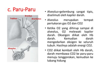 c. Paru-Paru • Alveolus=gelembung sangat tipis,
diselimuti oleh kapiler darah.
• Alveolus merupakan tempat
pertukaran gas O2 dan CO2
• Ketika O2 yang dihirup sampai di
alveolus, O2 melewati kapiler
darah. Okseigen diikat oleh Hb
darah. Kemudian darah
mengedarkan oksigen ke seluruh
tubuh. Hasilnya adalah energi CO2.
• CO2 diikat kembali oleh Hb darah,
darah membawa CO2 ke paru-paru
menuju tenggorokan, kemudian ke
lubang hidung
Trakhea Bronkiolus
Bronkus
Alveolus
 