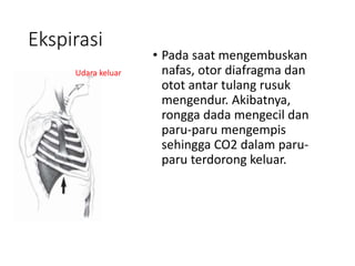 Ekspirasi
• Pada saat mengembuskan
nafas, otor diafragma dan
otot antar tulang rusuk
mengendur. Akibatnya,
rongga dada mengecil dan
paru-paru mengempis
sehingga CO2 dalam paru-
paru terdorong keluar.
Udara keluar
 