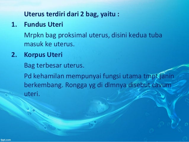 Alat reproduksi wanita