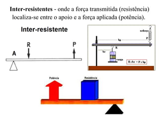 Inter-resistentes - onde a força transmitida (resistência) 
localiza-se entre o apoio e a força aplicada (potência). 
 
