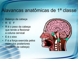 Alavancas anatômicas de 1ª classe
• Balanço da cabeça
• R E F
• R é o peso da cabeça
  que tende a flexionar
  a coluna cervical
• E é o eixo
• F é a força exercida pelos
  músculos posteriores
  (esplênio da cabeça)
 
