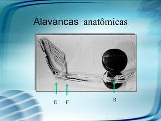 R
FE
Alavancas anatômicas
 