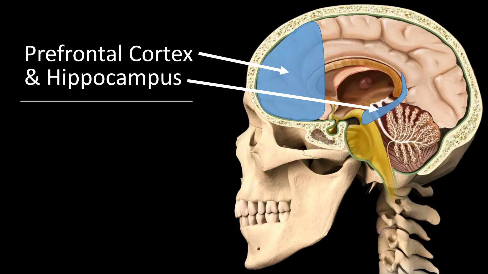 Prefrontal Cortex
& Hippocampus
 