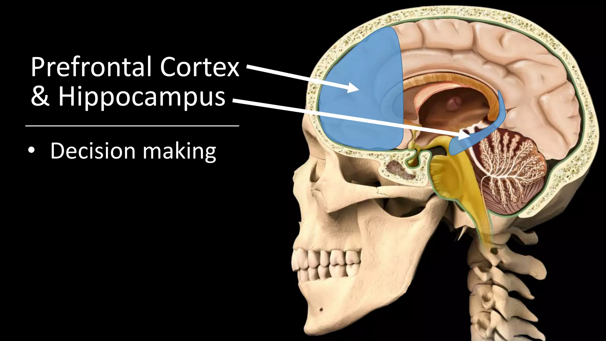 Prefrontal Cortex
& Hippocampus
• Decision making
 