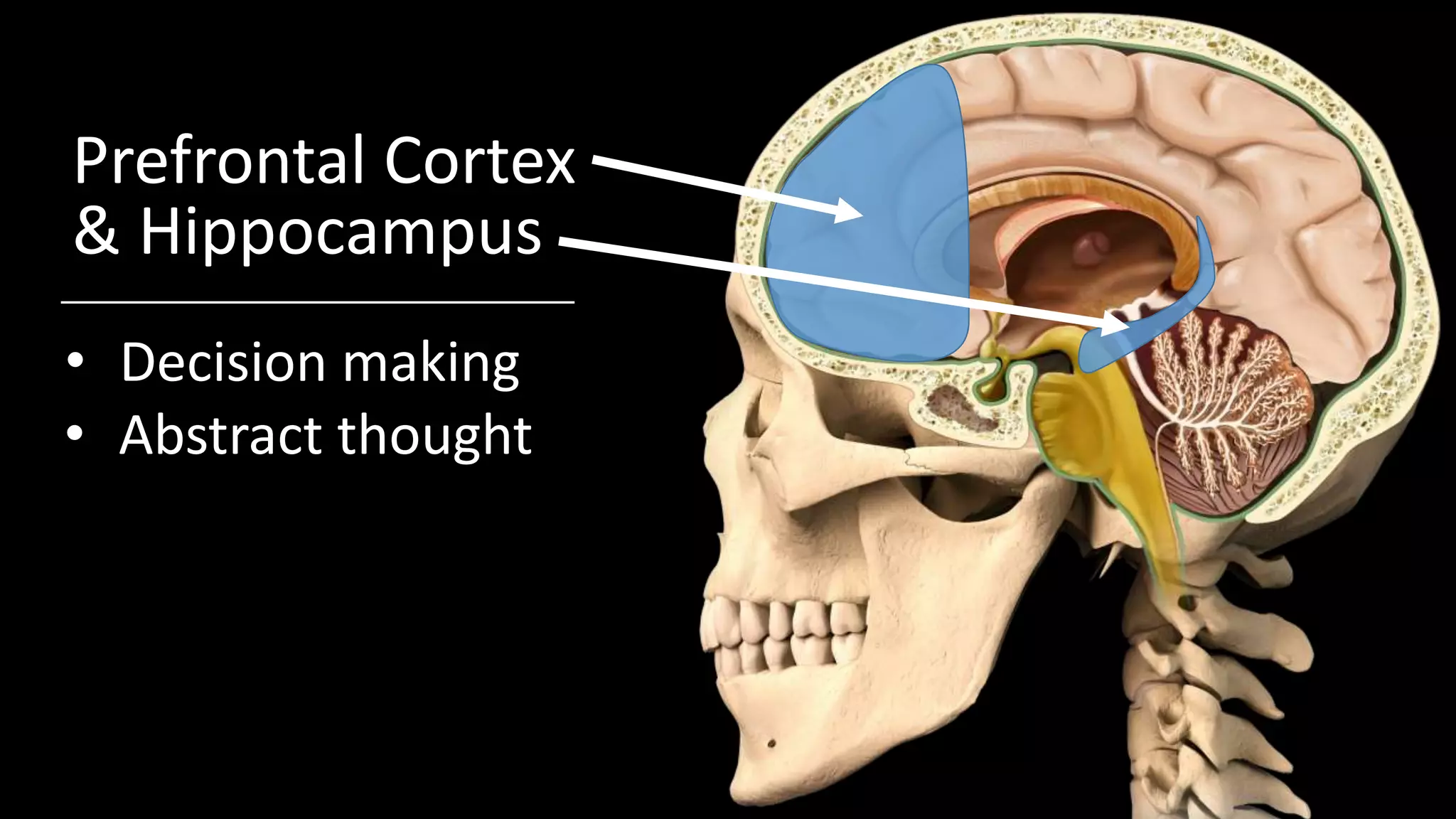 Prefrontal Cortex
& Hippocampus
• Decision making
• Abstract thought
 