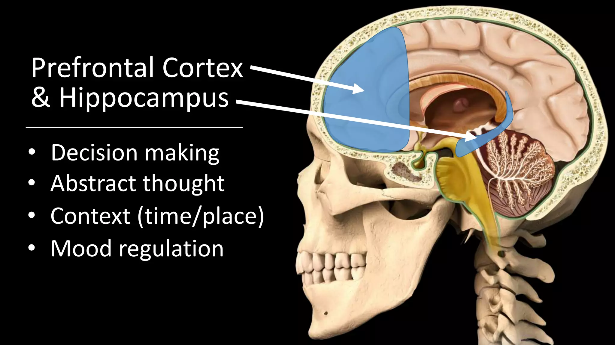 Prefrontal Cortex
& Hippocampus
• Decision making
• Abstract thought
• Context (time/place)
• Mood regulation
 