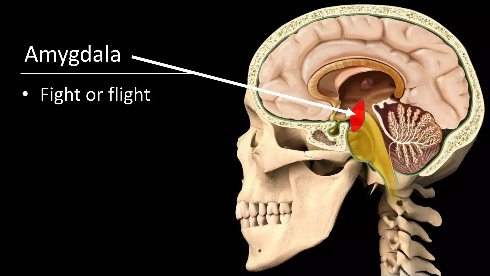 Amygdala
• Fight or flight
 
