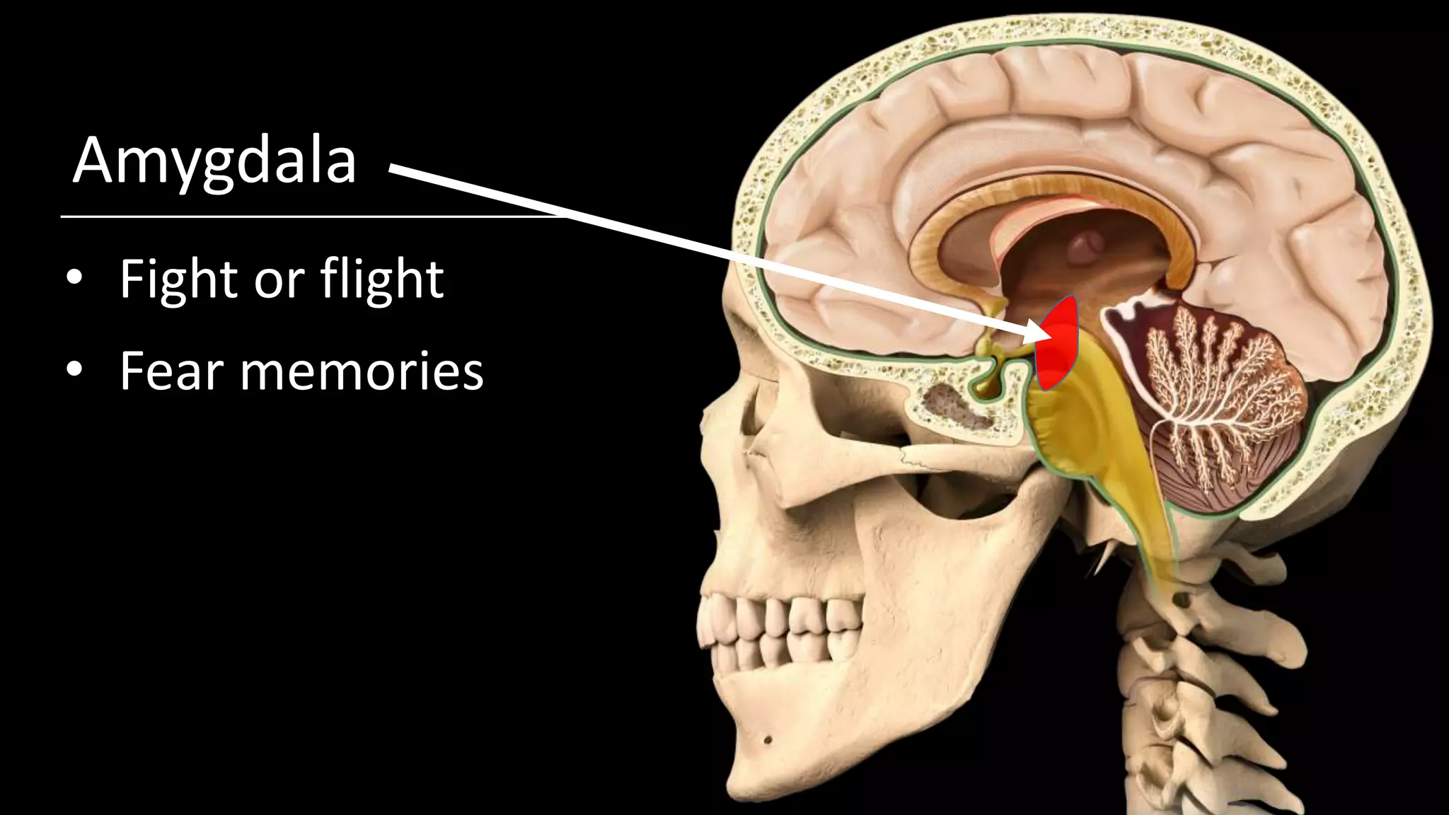 Amygdala
• Fight or flight
• Fear memories
 