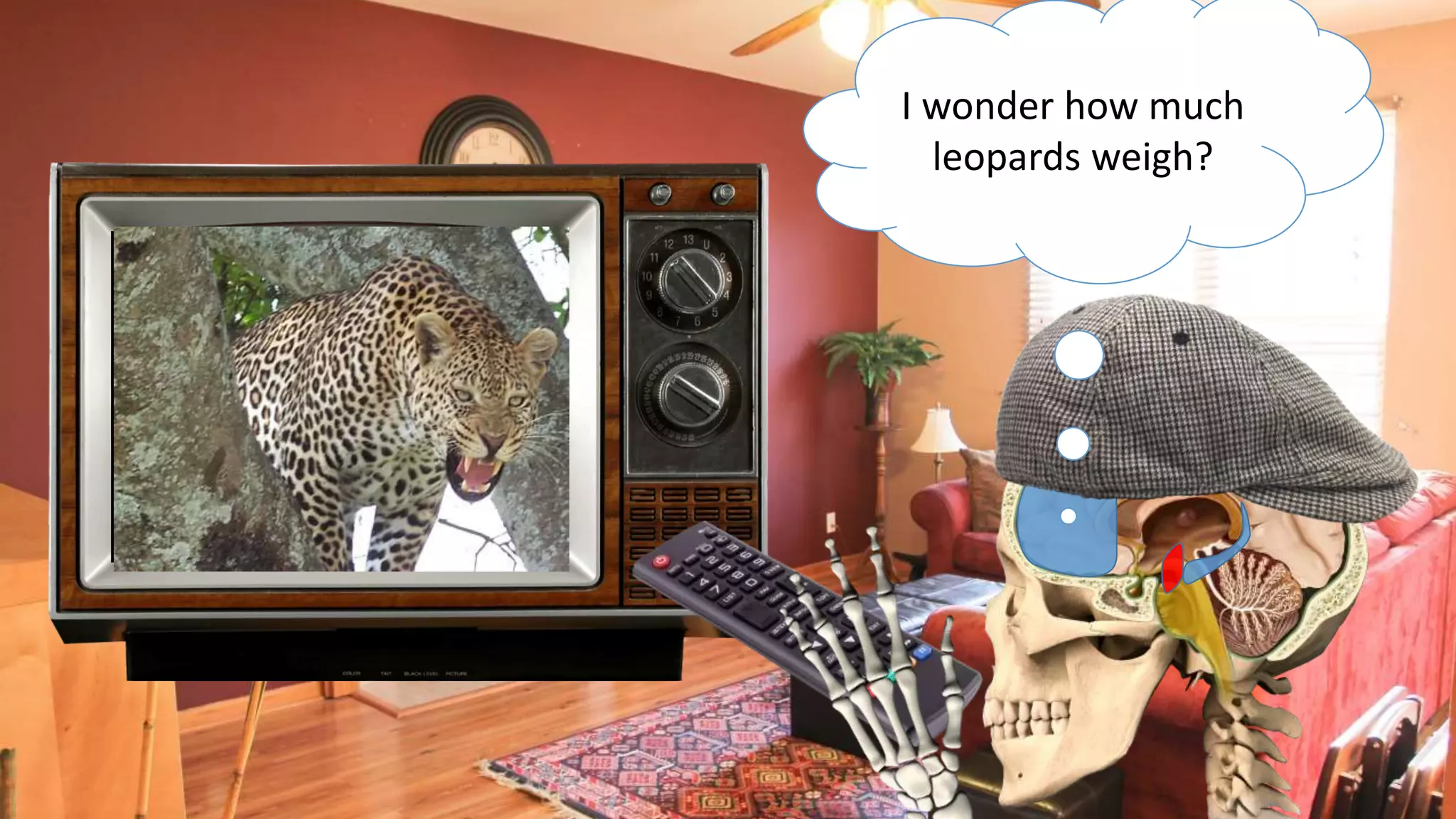 I wonder how much
leopards weigh?
 