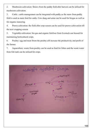 2. Mushroom cultivation: Straws from the paddy field after harvest can be utilised for
mushroom cultivation.
3. Cattle : cattle managemnet can be integrated with paddy as the starw from paddy
field is used as main feed for cattle. Cow dung and urine can be used for biogas as well as
for organic manuring.
4. Prawn cultivation: the field after crop season can be used for prawn cultivcation till
the next cropping season
5. Vegetable cultivation: bio gas and organic fertiliser from livestock can beused for
maintaining horticultural crops.
6. Poultry: egg and meat frrom the poultry eill increase the productivity and profit of
the farmer.
7. Aquaculture: waste from poultry can be used as feed for fishes and the waste water
from fish tank can be utilised for crops.
100
 