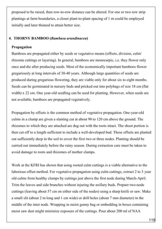 proposed to be raised, then row-to-row distance can be altered. For one or two row strip
plantings at farm boundaries, a closer plant-to-plant spacing of 1 m could be employed
initially and later thinned to attain better size.
4. THORNY BAMBOO (Bambusa arundinacea)
Propagation
Bamboos are propagated either by seeds or vegetative means (offsets, division, culm/
rhizome cuttings or layering). In general, bamboos are monocarpic, i.e. they flower only
once and die after producing seeds. Most of the economically important bamboos flower
gregariously at long intervals of 30-40 years. Although large quantities of seeds are
produced during gregarious flowering, they are viable only for about six to eight months.
Seeds can be germinated in nursery beds and pricked out into polybags of size 18 cm (flat
width) x 22 cm. One year-old seedling can be used for planting. However, when seeds are
not available, bamboos are propagated vegetatively.
Propagation by offsets is the common method of vegetative propagation. One-year-old
culms in a clump are given a slanting cut at about 90 to 120 cm above the ground. The
rhizomes to which they are attached are dug out with the roots intact. The shoot portion is
then cut off to a length sufficient to include a well-developed bud. These offsets are planted
out sufficiently deep in the soil to cover the first two or three nodes. Planting should be
carried out immediately before the rainy season. During extraction care must be taken to
avoid damage to roots and rhizomes of mother clumps.
Work at the KFRI has shown that using rooted culm cuttings is a viable alternative to the
laborious offset method. For vegetative propagation using culm cuttings, extract 2 to 3 year
old culms from healthy clumps by cuttings just above the first node during March-April.
Trim the leaves and side branches without injuring the axillary buds. Prepare two-node
cuttings (leaving about 57 cm on either side of the nodes) using a sharp knife or saw. Make
a small slit (about 2 m long and 1 cm wide) or drill holes (about 7 mm diameter) in the
middle of the inter node. Wrapping in moist gunny bag or embedding in boxes containing
moist saw dust might minimize exposure of the cuttings. Pour about 200 ml of NAA
119
 