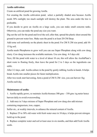 Azolla cultivation:
Create an artificial pond for growing Azolla.
For creating the Azolla cultivation pond, select a partially shaded area because Azolla
needs 30% sunlight; too much sunlight will destroy the plant. The area under the tree is
preferable.
If you decide to grow an Azolla on a large scale, you can make small concrete tanks.
Otherwise, you can make the pond any size you want.
Dig out the soil for the pond and level the soil; after that, spread the plastic sheet around the
ground to prevent water loss. Make sure the pond is at least 20 CM Deep.
Add some soil uniformly on the plastic sheet in the pond. For 2M X 2M size pond, add 10-
15 kg soil.
Azolla needs Phosphorus to grow well you can use Super Phosphate along with cow dung
slurry. Cow dung increases the available nutrients. Use cow dung 4-5 days old.
Next, fill the pond with water to a level of about 10 cm; this will allow the AzollaPlant’s
short route to floating freely, then leave the pond for 2 to 3 days so the ingredients can
settle.
After 2-3 days, add Azolla culture in the pond by gently rubbing Azolla in hands. It helps
break Azolla into smaller pieces for faster multiplication.
After two-week start harvesting, form a pond of 2M X 2M size, you can harvest 1kg
Azolla each day.
Maintenance of azolla:
1. Azolla rapidly grows, so maintain Azolla biomass 300 gms – 350 gms /sq.meter hence
harvest daily to avoid overcrowding.
2. Add once in 5 days mixture of Super Phosphate and cow dung also add mixture
containing magnesium, iron, copper,
Sulfur etc., at weekly intervals, to enhance the mineral content of Azolla.
3. Replace 25 to 30% old water with fresh water once in 10 days; it helps prevent nitrogen
build up in the pond.
4. Replace complete water and soil at least once in six months, and then add Fresh Azolla
seeds.
55
 