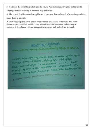 5. Maintain the water level of at least 10 cm, so Azolla root doesn’t grow in the soil by
keeping the roots floating, it becomes easy to harvest.
6. Harvested Azolla wash thoroughly, so it removes dirt and smell of cow dung and then
feeds them to animals.
A chart was prepared about azolla establishment and shared to farmers. The chart
shows steps to establish a azolla pond with dimensions, materials and the way to
maintain it. Azolla can be used as organic manure as well as feed for livestock.
56
 