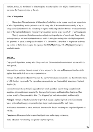 elements. Hence, the disturbance in nutrient uptake in acidic coconut soils may be compensated by
increasing the Ca concentration in the soil.
Effect of Magnesium
 Magnesium (Mg) and chlorine (CI) have beneficial effects on the general growth and productivity
of palm. Mg deficiency is most prevalent in acidic sandy soils. It is reported that the quantity of Mg in
sandy soils is correlated with the availability of organic matter. Mg deficient chlorosis is very common in
most of the high rainfall regions. However, Mg hunger may exist at levels under 0.2% of leaf magnesium.
 There is a positive effect of magnesium sulphate on the production of more female flowers, high
setting percentage and more number of nuts per bunch. It also plays an important role in photosynthesis
and greenness of leaves. It brings out full benefit of K-fertilization. Application of magnesium increases
Mg content in the lecithin of copra. It is reported that 500g MgSO4 (i.e., 170 g MgO)/palm/year gives
beneficial results.
BANANA:
Crop growth depends on, among other things, nutrients. Both macro and micronutrients are essential for
plant growth.
Macronutrients are those elements needed in large amounts by the crop, and large quantities have to be
applied if the soil is deficient in one or more of them.
Nitrogen (N), Phosphorus (P) and Potassium (K) are the ‘primary macronutrients’ and these form the basis
of NPK fertilizer compounds. The ‘secondary macronutrients’ are Calcium (Ca), Magnesium (Mg) and
Sulphur (S).
Micronutrients are those elements required in very small quantities. Despite being needed in small
quantities, micronutrients are essential for the overall performance and health of the Ragi crop. They
include Iron (Fe), Manganese (Mn), Zinc (Zn), Copper (Cu), Molybdenum (Mo), and Boron (B).
Nitrogen: Nitrogen is the chief promoter of growth. It induces vegetative growth of pseudostem and
leaves giving a healthy green colour and robust frame which are essential for high yields.
N influences the number of leaves produced, time taken for the leaf unfolding and longitudinal growth of
petioles.
Phosphorus: Phosphorus helps produce healthy rhizome and a strong root system.
It also influences flower setting and general vegetative growth.
60
 