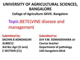 UNIVERSITY OF AGRICULTURAL SCIENCES,
BANGALORE
College of Agriculture GKVK. Bangalore
Topic:BETELVINE disease and
management
Submitted by:
SACHIN.R.KONDAGURI
ALB8212
3rd Bsc Agri (II sem)
C SECTION (C1)
Submitted to:
DrII Y.M. SOMASEKHARA sir
Course teacher
Department of pathology
UAS bangalore.Gkvk
 