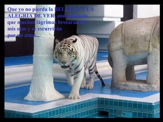 Que yo no pierda la BELLEZA Y LA
ALEGRIA DE VER, aún sabiendo
que muchas lágrimas brotaran de
mis ojos y se escurrirán
por mi alma...
 