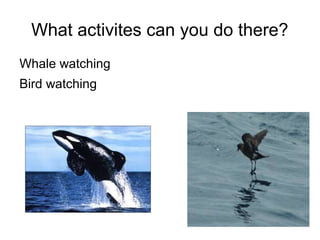 What activites can you do there?
Whale watching
Bird watching
 
