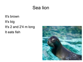 Sea lion
It's brown
It's big
It's 2 and 2'4 m long
It eats fish
 