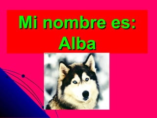 Mi nombre es:Mi nombre es:
AlbaAlba
 