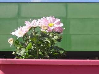 Alba, Alejandro, Ivan