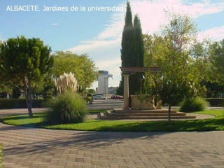 Albacete, majed khalil