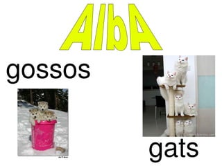 gossos gats AlbA 