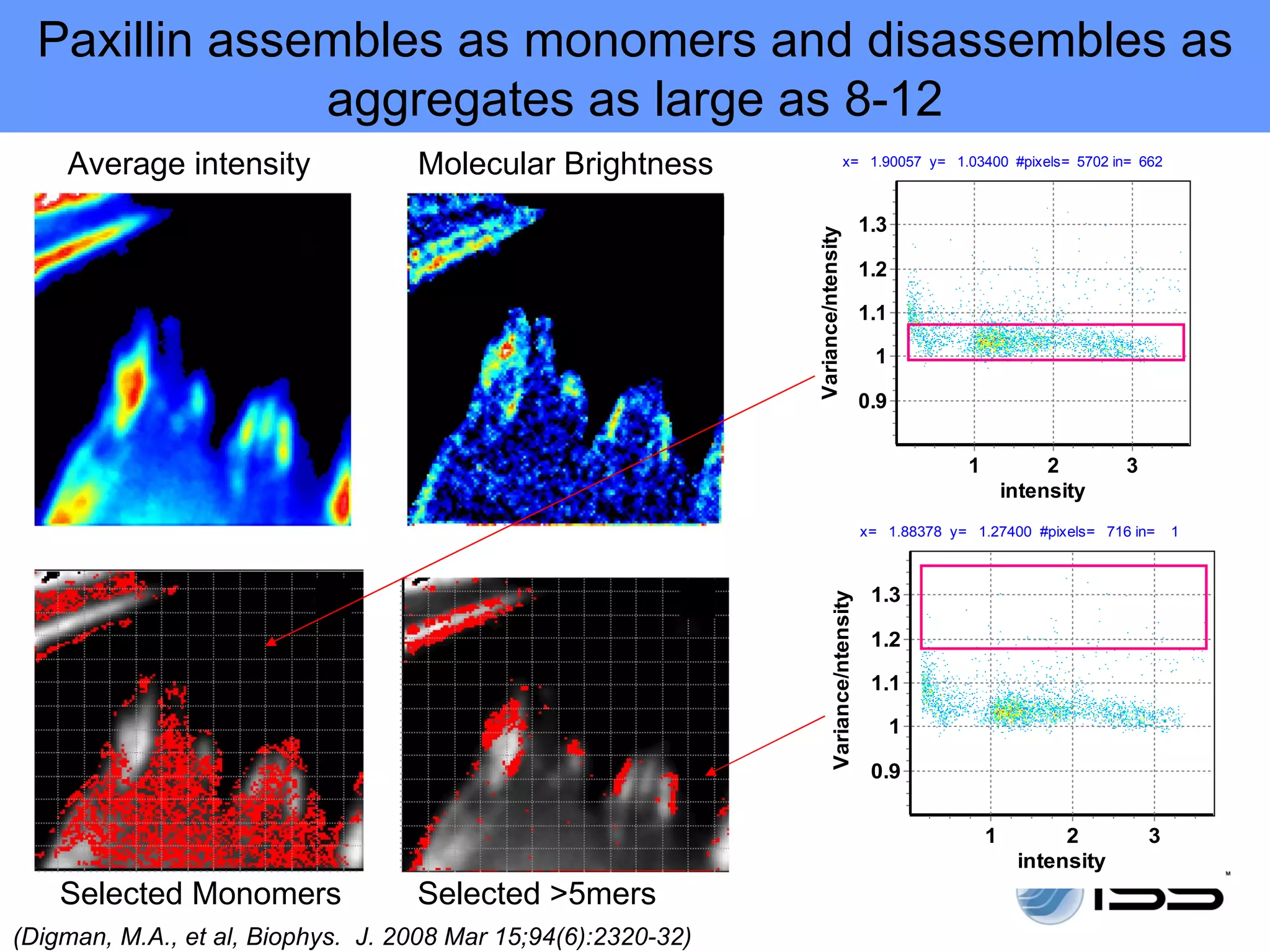 Paxillin assembles as monomers and disassembles as
               aggregates as large as 8-12
    Average intensity              Molecular Brightness                            x= 1.90057 y= 1.03400 #pixels= 5702 in= 662



                                                                                           1.3




                                                               Variance/ntensity
                                                                                           1.2

                                                                                           1.1

                                                                                            1

                                                                                           0.9


                                                                                                        1            2       3
                                                                                                                intensity
                                                                                           x= 1.88378 y= 1.27400 #pixels= 716 in=    1



                                                                                            1.3




                                                                       Variance/ntensity
                                                                                            1.2

                                                                                            1.1

                                                                                                 1

                                                                                            0.9


                                                                                                            1         2          3
                                                                                                                 intensity
    Selected Monomers              Selected >5mers
(Digman, M.A., et al, Biophys. J. 2008 Mar 15;94(6):2320-32)
 