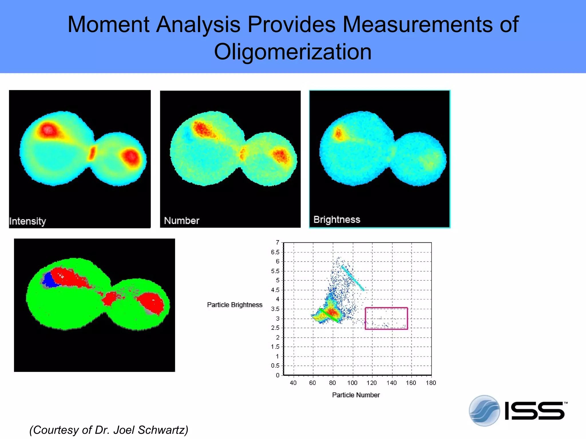 Moment Analysis Provides Measurements of
                   Oligomerization




(Courtesy of Dr. Joel Schwartz)
 