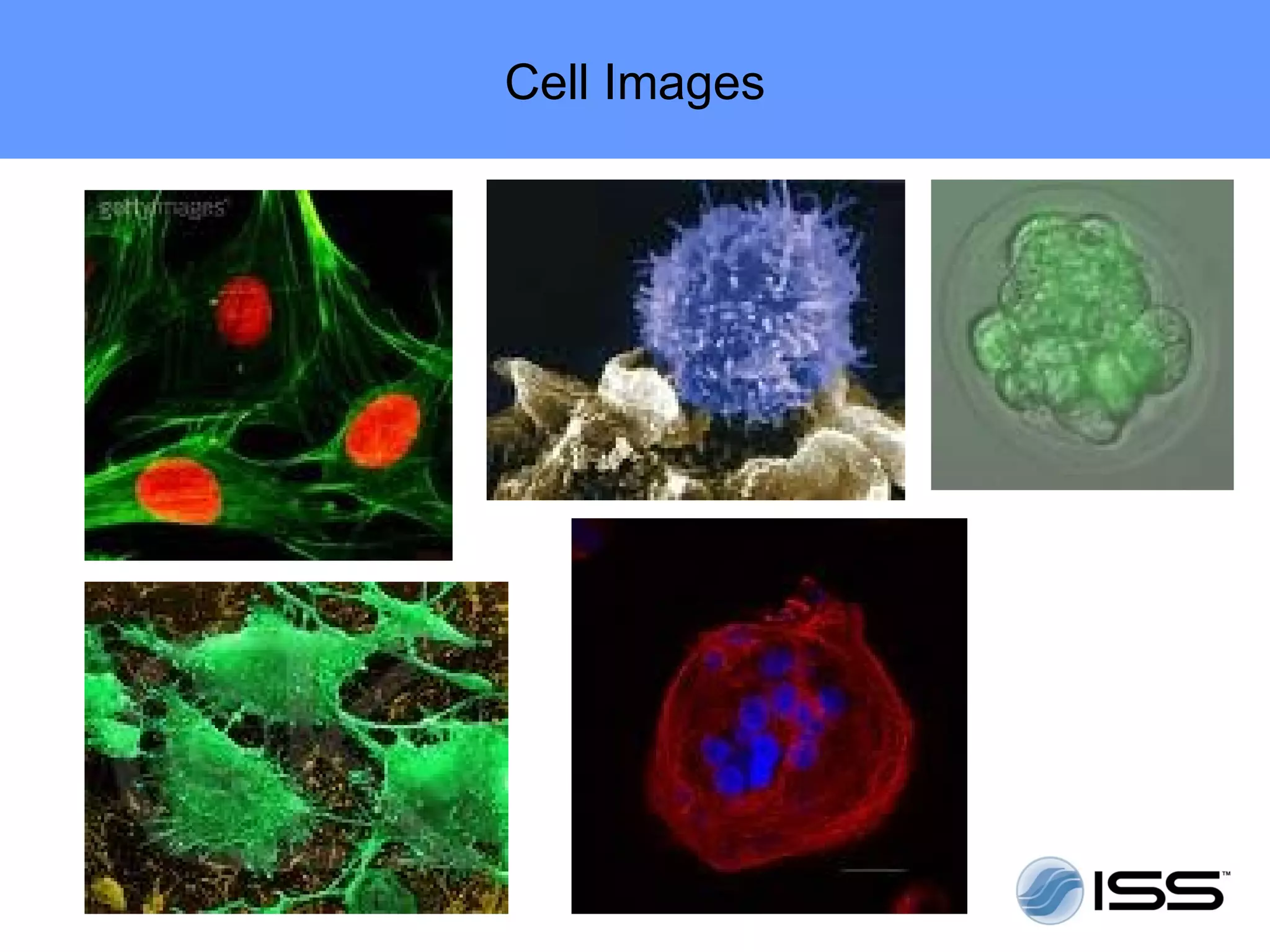 Cell Images
 