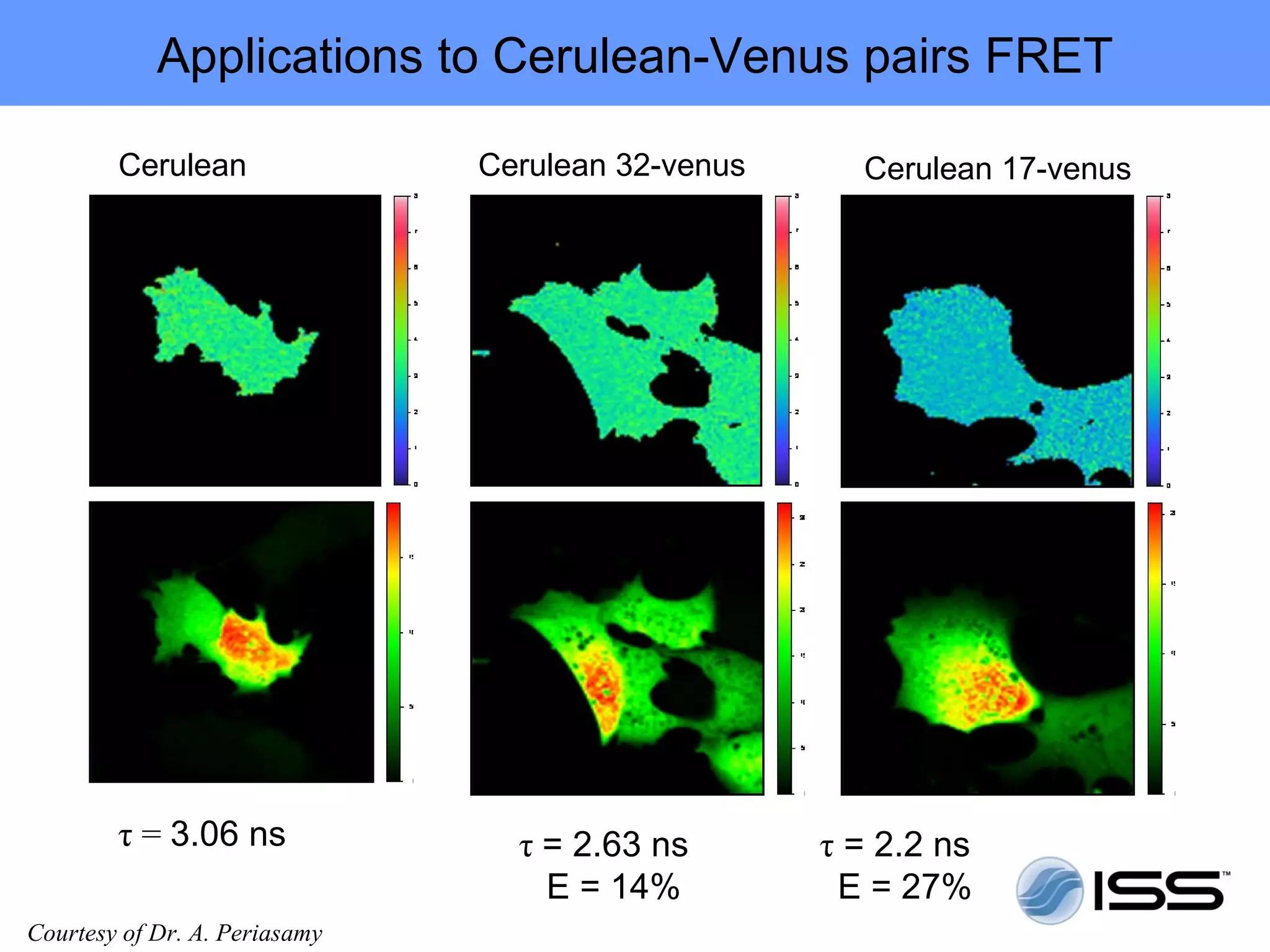 Applications to Cerulean-Venus pairs FRET

        Cerulean               Cerulean 32-venus     Cerulean 17-venus




        τ = 3.06 ns              τ = 2.63 ns       τ = 2.2 ns
                                   E = 14%          E = 27%
Courtesy of Dr. A. Periasamy
 