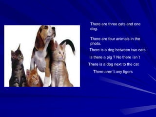 There are three cats and one
dog.
There are four animals in the
photo.
There is a dog between two cats.
There is a dog next to the cat
Is there a pig ? No there ísn´t
There aren´t any tigers
 
