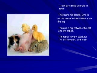 There are two ducks. One is
on the rabbit and the other is on
the pig.....
There is a pig between the cat
and the rabbit.
The rabbit is very beautiful.
The cat is yellow and black
There are a five animals in
total.
 