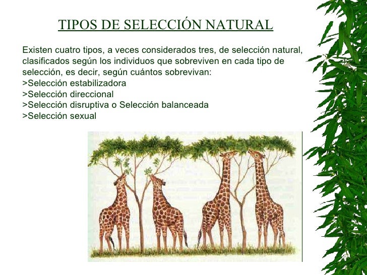 Evolucion 2010 6