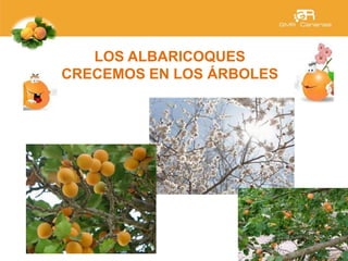 LOS ALBARICOQUES
CRECEMOS EN LOS ÁRBOLES
 