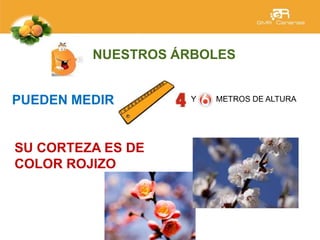 NUESTROS ÁRBOLES
PUEDEN MEDIR
SU CORTEZA ES DE
COLOR ROJIZO
Y METROS DE ALTURA
 