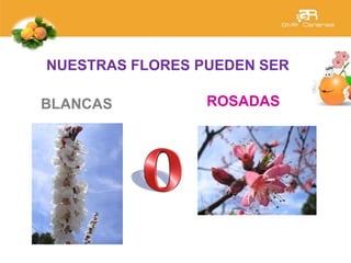 NUESTRAS FLORES PUEDEN SER
BLANCAS ROSADAS
 