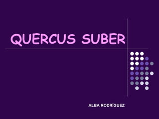 QUERCUS SUBER ALBA RODRÍGUEZ