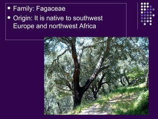 Family: Fagaceae Origin: It is native to southwest Europe and northwest Africa