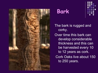 The bark is rugged and corky. Over time this bark can develop considerable thickness and this can be harvested every 10 to 12 years as cork. Cork Oaks live about 150 to 250 years. Bark