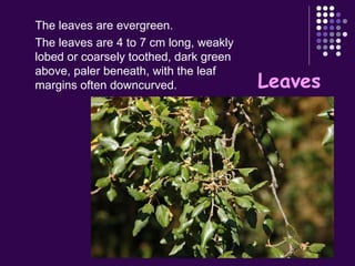 The leaves are evergreen. The leaves are 4 to 7 cm long, weakly lobed or coarsely toothed, dark green above, paler beneath, with the leaf margins often downcurved. Leaves