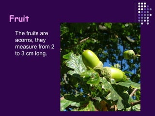 Fruit The fruits are acorns, they measure from 2 to 3 cm long.