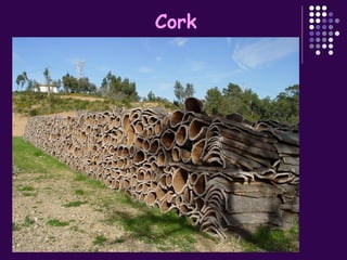 Cork