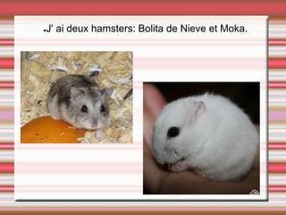 ●J' ai deux hamsters: Bolita de Nieve et Moka.
 