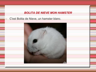 BOLITA DE NIEVE MON HAMSTER
C'est Bolita de Nieve, un hamster blanc.
 