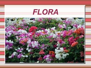 FLORA

 