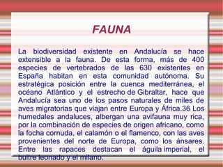FAUNA
La biodiversidad existente en Andalucía se hace
extensible a la fauna. De esta forma, más de 400
especies de vertebrados de las 630 existentes en
España habitan en esta comunidad autónoma. Su
estratégica posición entre la cuenca mediterránea, el
océano Atlántico y el estrecho de Gibraltar, hace que
Andalucía sea uno de los pasos naturales de miles de
aves migratorias que viajan entre Europa y África.36 Los
humedales andaluces, albergan una avifauna muy rica,
por la combinación de especies de origen africano, como
la focha cornuda, el calamón o el flamenco, con las aves
provenientes del norte de Europa, como los ánsares.
Entre las rapaces destacan el águila imperial, el
buitre leonado y el milano.

 
