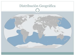 Distribución Geográfica
 