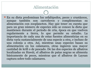 Alimentación

 En su dieta predominan los cefalópodos, peces y crustáceos,
  aunque también son carroñeros y complementan su
  alimentación con zooplancton. Hay que tener en cuenta que
  para un gran número de especies sólo se conoce la dieta que
  mantienen durante el periodo de cría, época en que vuelven
  regularmente a tierra, lo que permite su estudio. La
  importancia de cada una de estas fuentes alimenticias en su
  dieta varía sustancialmente de una especie a otra, e incluso de
  una colonia a otra. Así, mientras unas especies basan su
  alimentación en los calamares, otras ingieren una mayor
  cantidad de krill o de pescado. De las dos especies de albatros
  localizadas en Hawái, el albatros de patas negras se alimenta
  básicamente de peces, mientras que el albatros de Laysan
  captura sobre todo calamares.
 